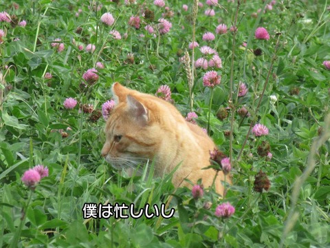 うさぎ　6