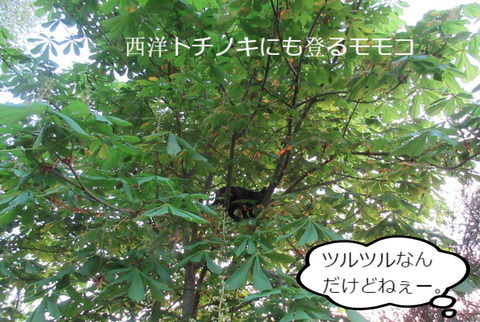 BlogPaint