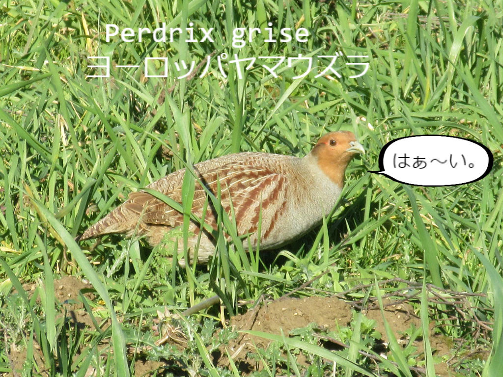 畑を歩くヨーロッパヤマウズラ ソワレが要らないフランス暮らし