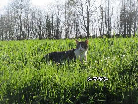 猫写真 2
