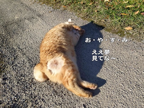 モデル 4
