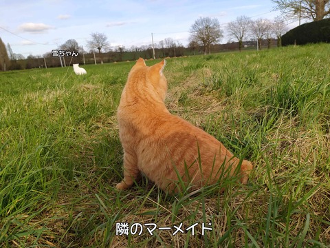 マーメイド　1