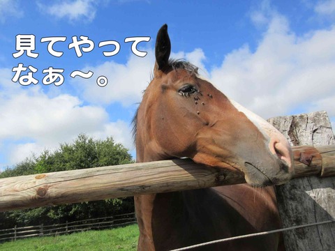 うま 2