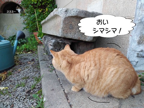 チンピラ 9