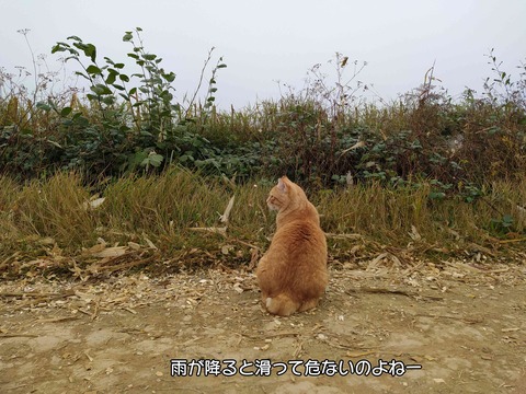保護色 2