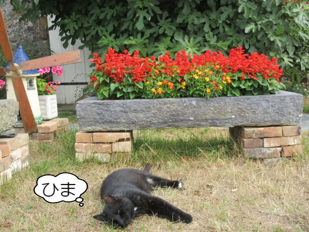 動物との暮らし 飼い主のエゴ 前編 ソワレが要らないフランス暮らし 動物との暮らし 飼い主のエゴ 前編 ソワレが要らないフランス暮らし