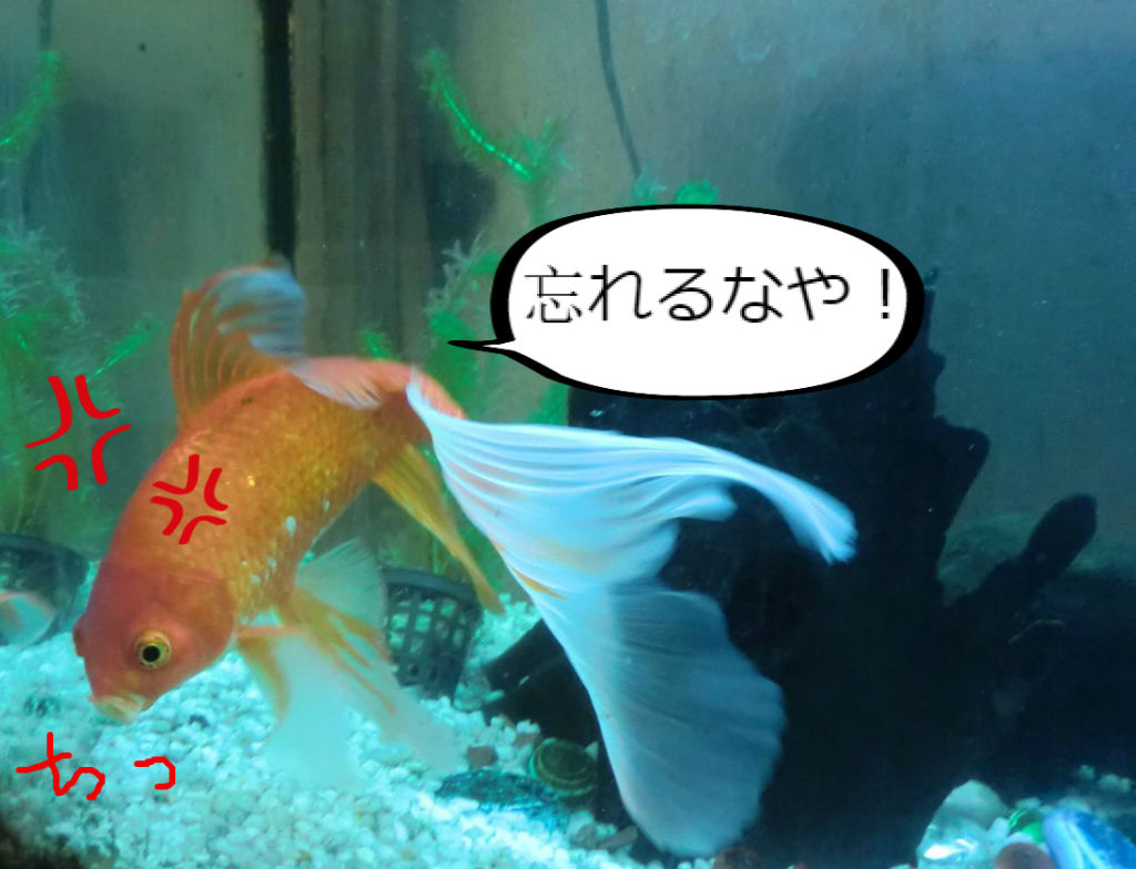 金魚の誘惑 ソワレが要らないフランス暮らし