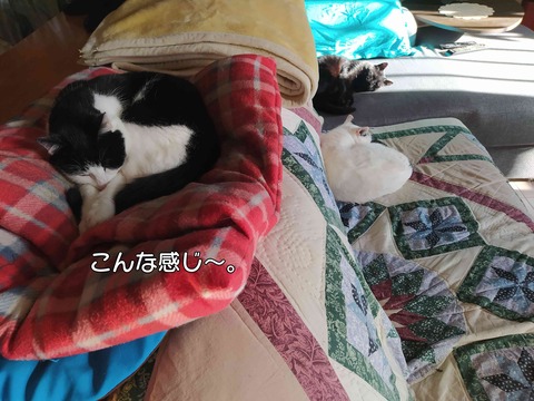 さくら 9