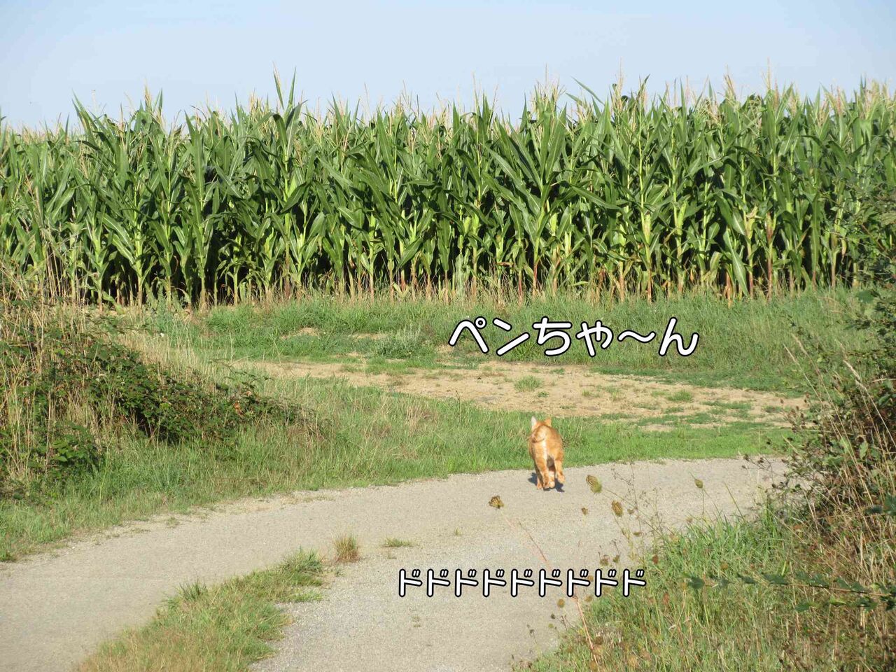 あなたがあげることわざは ソワレが要らないフランス暮らし