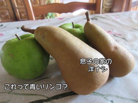 息子の家 1