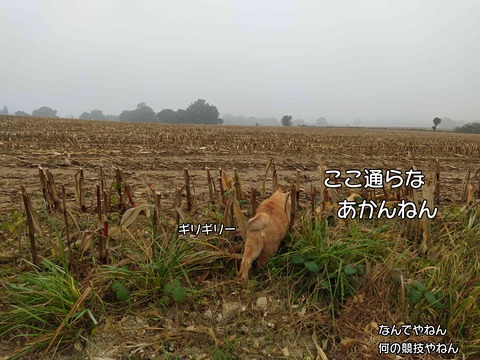保護色 5