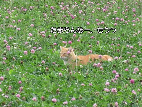 アリゴ 6