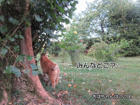 朝稽古 4
