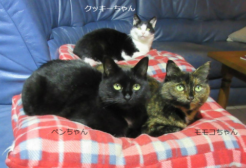 BlogPaint
