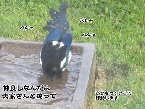 カササギ 3