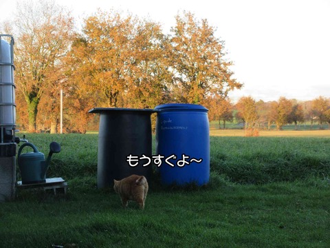 冬の庭 6