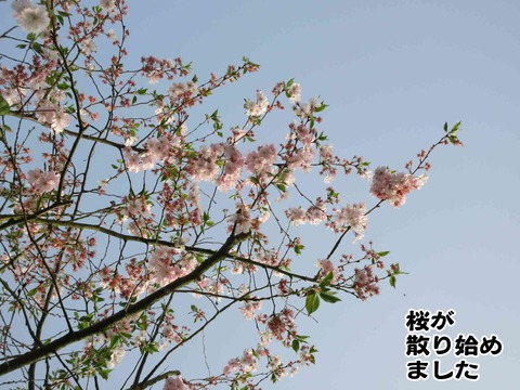 ねこねこねこ 2