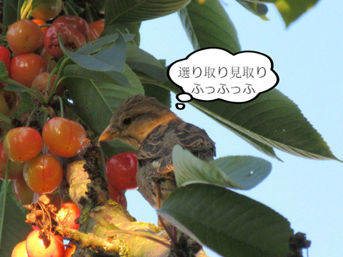 BlogPaint