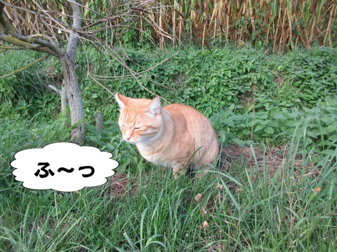 きた 4