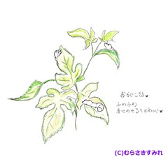 妖精の繭玉