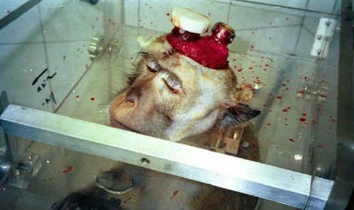 超閲覧注意 イスラエルの実験台にされている脳剥き出しのサルが ジェイ坊の鬱ブログとお気に入り動画 画像
