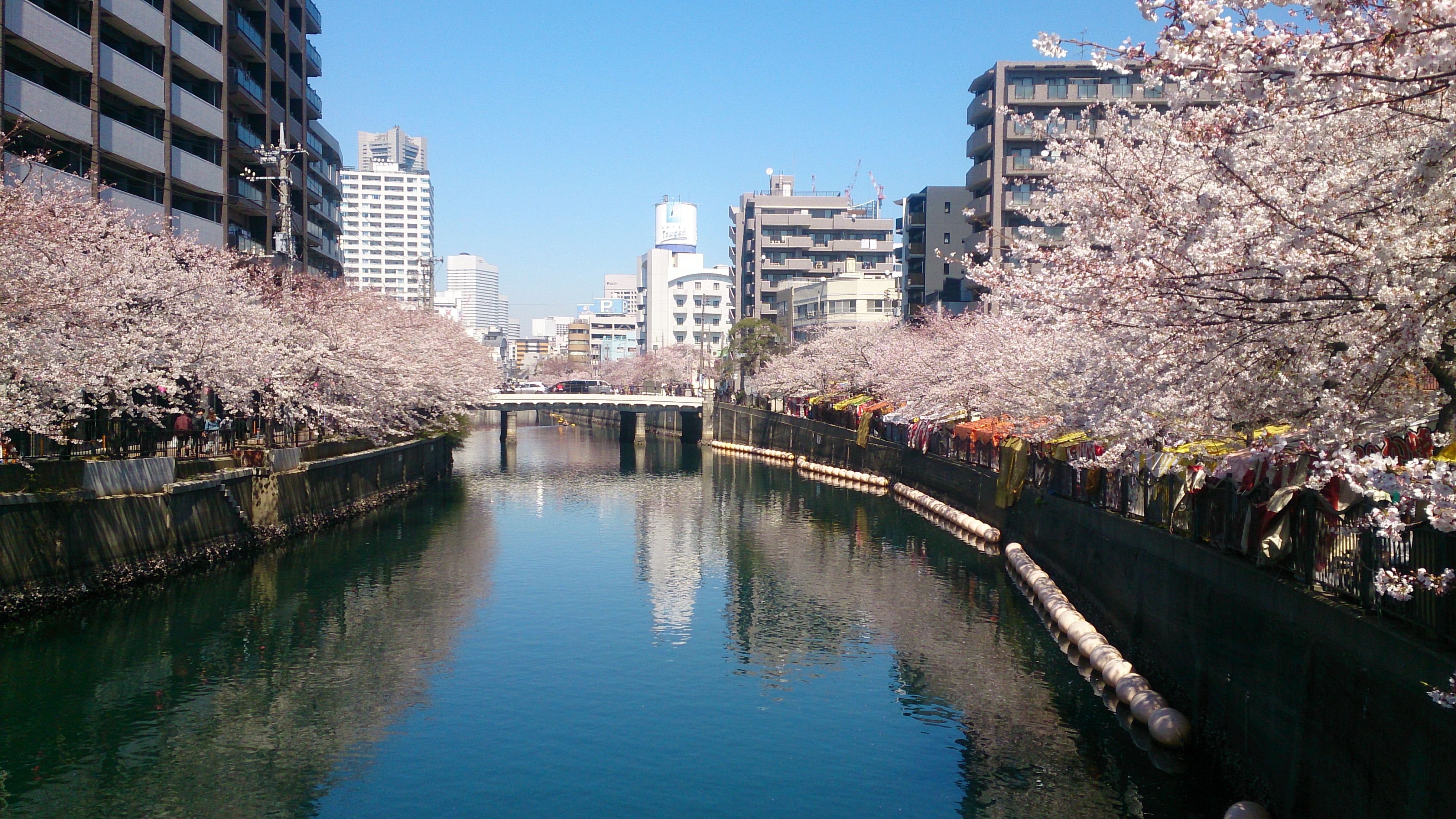 大岡川花見 トラブったトラベル