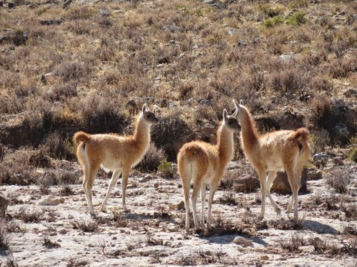 World Dream Touring Peru ペルー