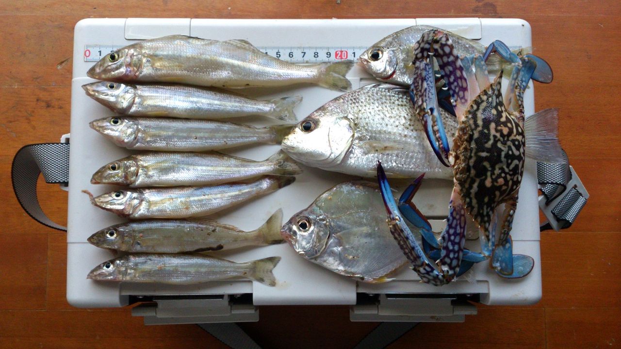 完成なるか自作トラキャン 完成なるか自作トラキャン