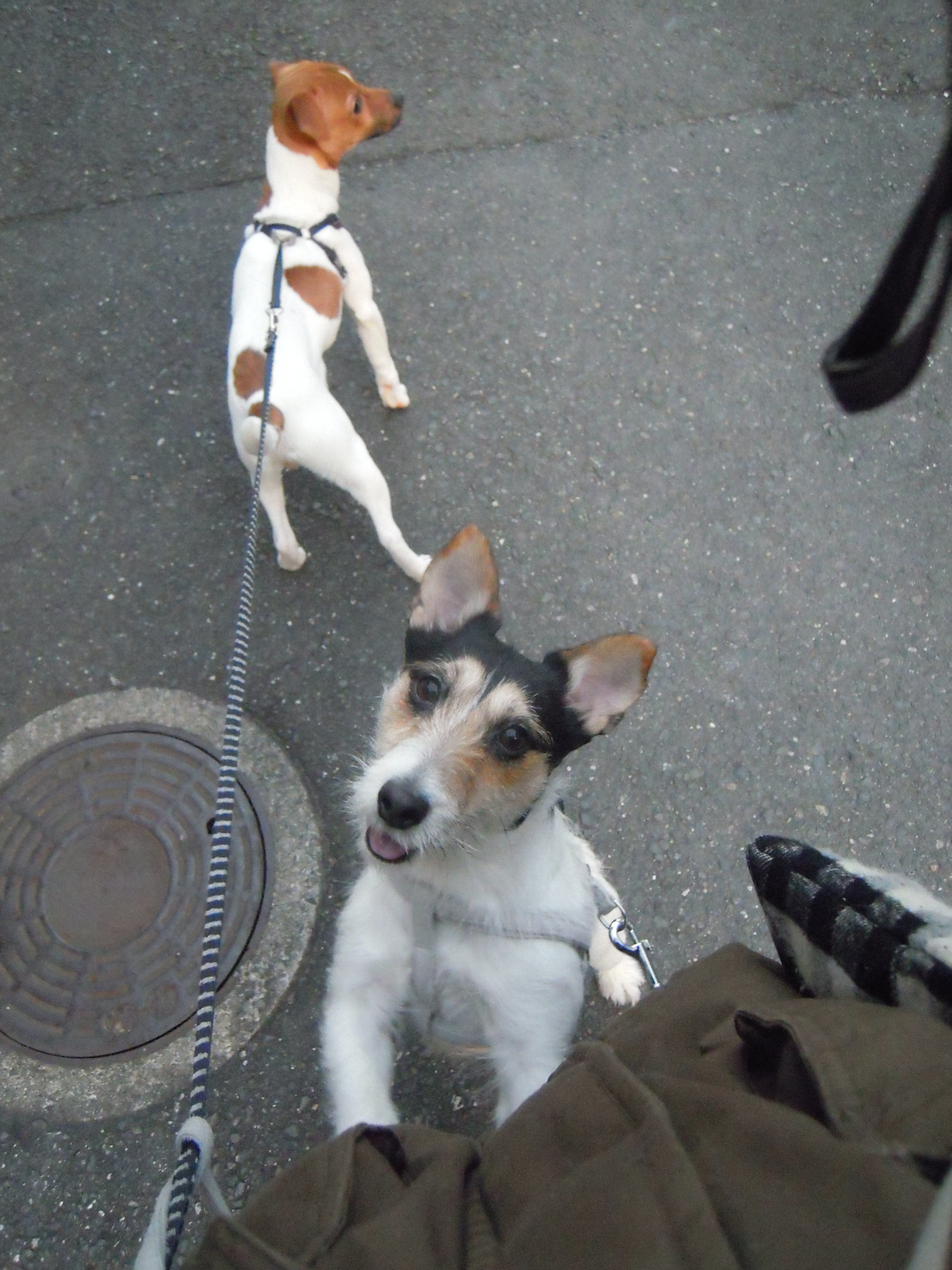 ニセかしこ犬とワガママ犬が行く ジャックラッセルテリア トランプとコロンのあしあと
