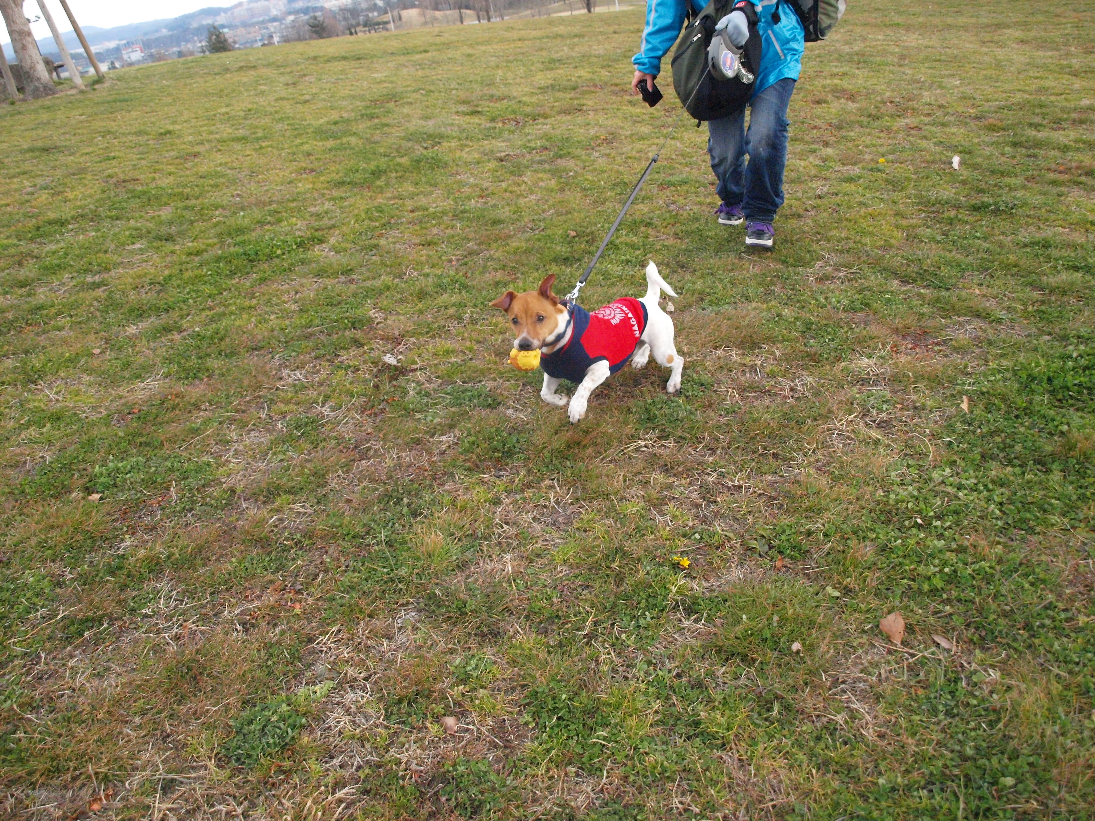 続 るぅ君とっ ジャックラッセルテリア トランプとコロンのあしあと