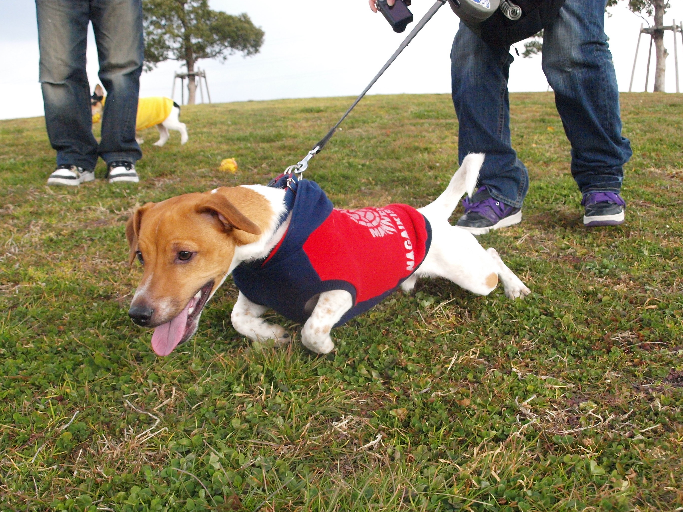 続 るぅ君とっ ジャックラッセルテリア トランプとコロンのあしあと