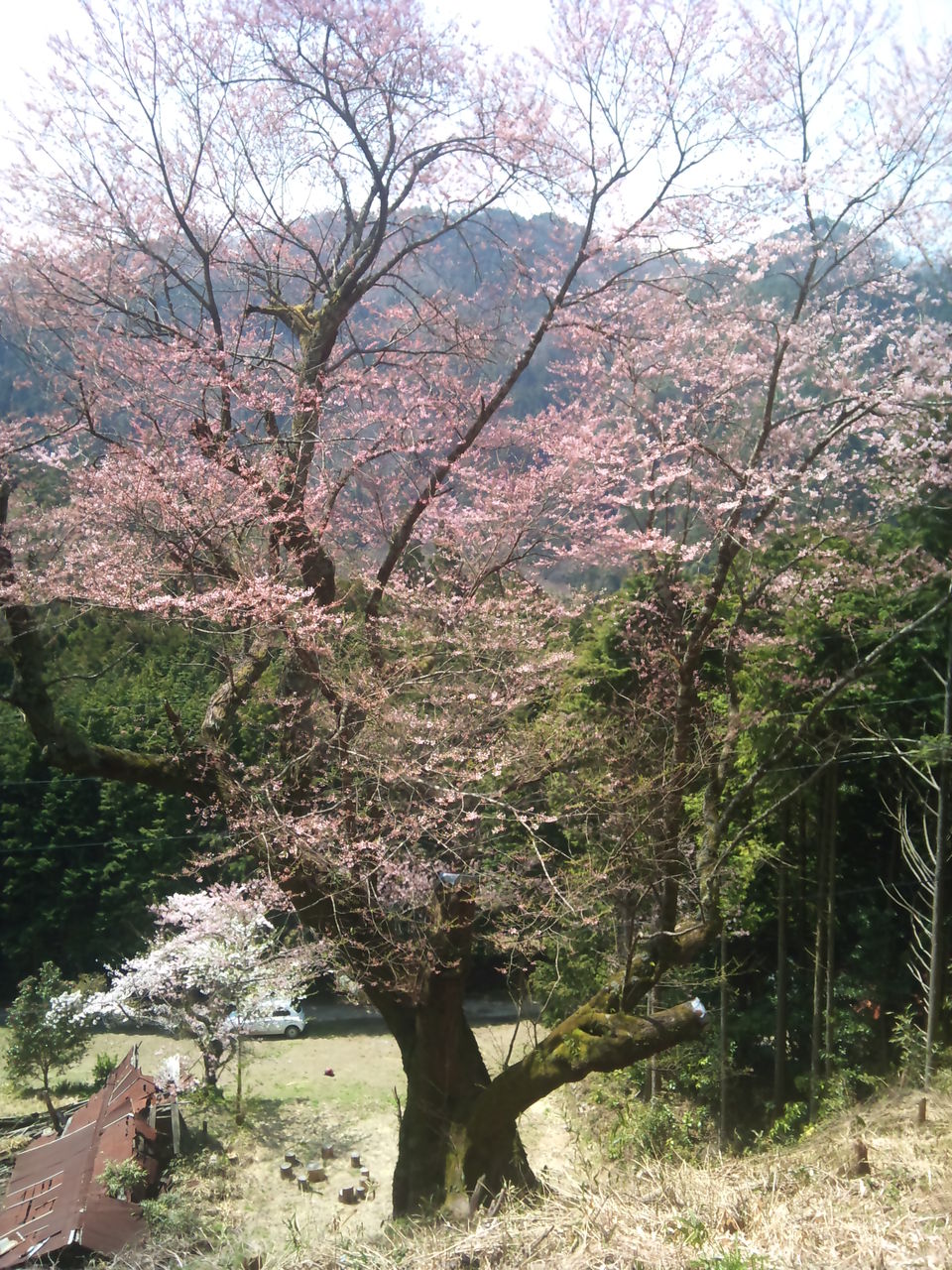 左近桜 Kazuの谷
