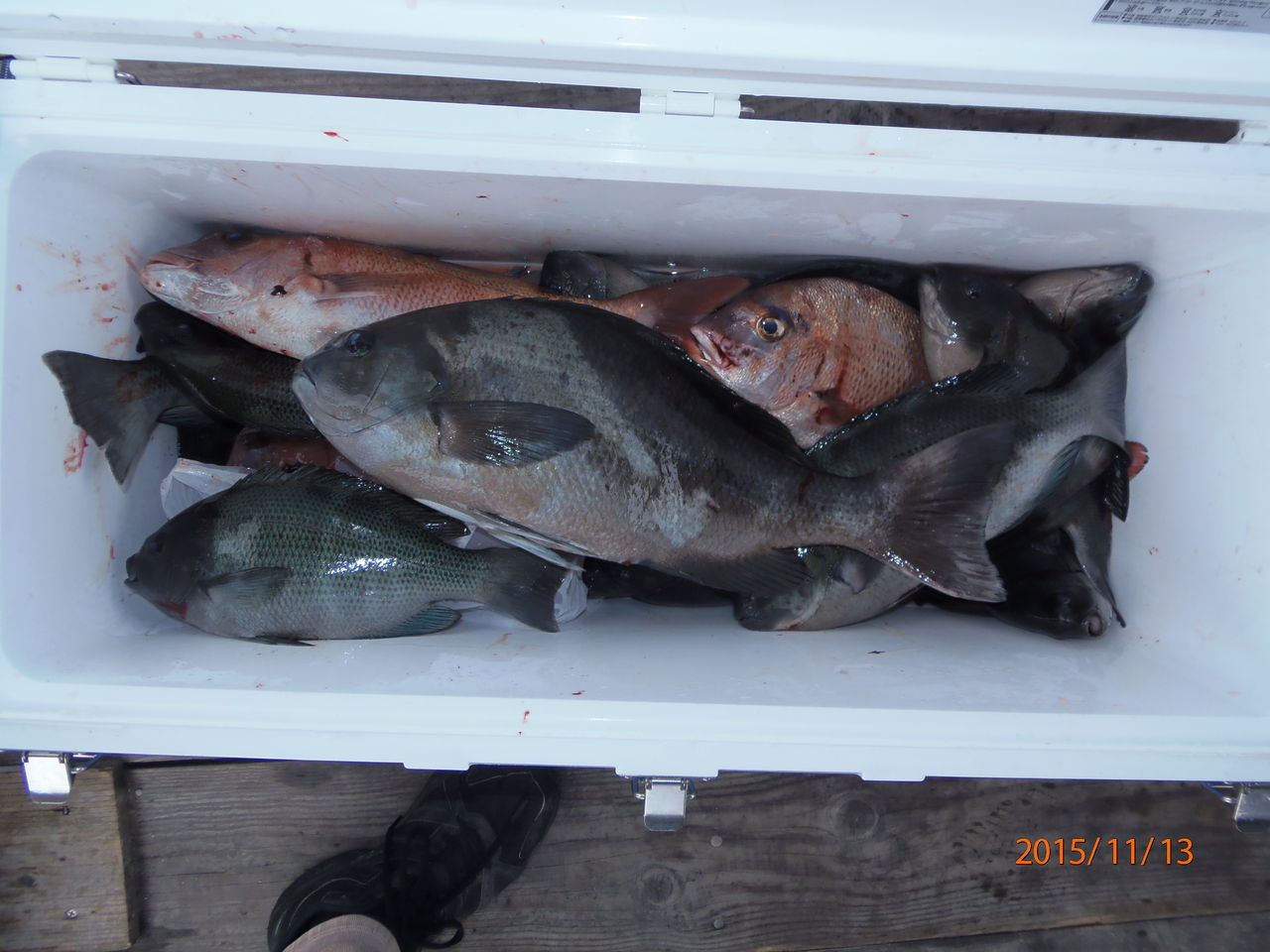 １１月13日筏釣り 津島マリン 今日の釣果