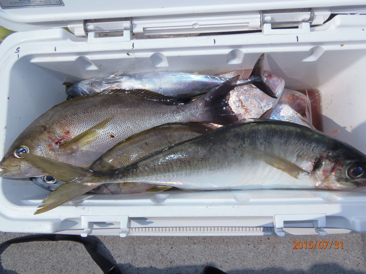 平アジ 津島マリン 今日の釣果