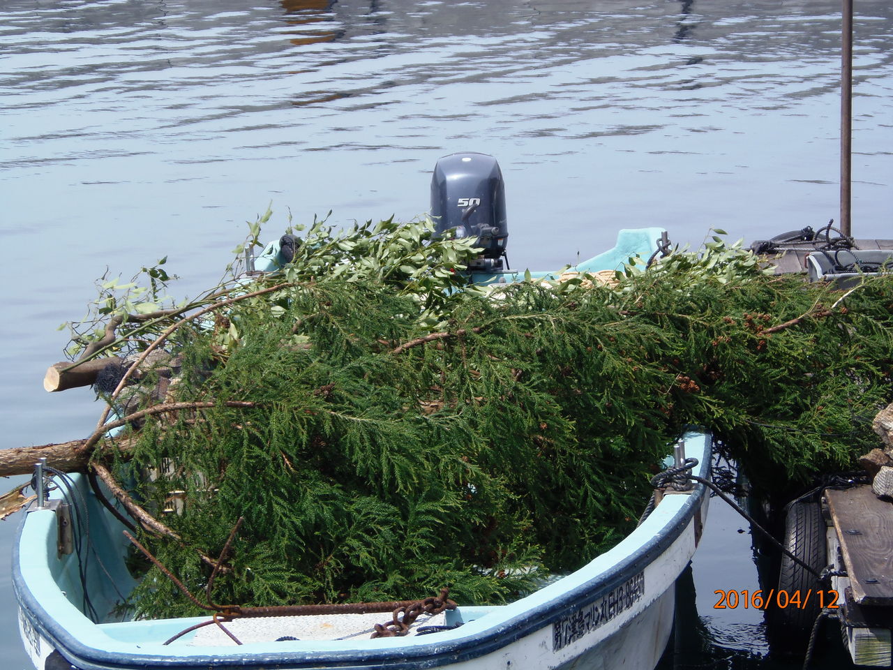 イカと漁礁 津島マリン 今日の釣果