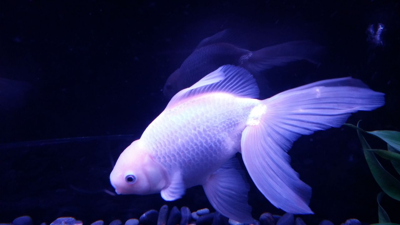 金魚の入れ替えしました アートアクアリウム 沖縄 金魚の結 金魚の入れ替えしました アートアクアリウム 沖縄 金魚の結