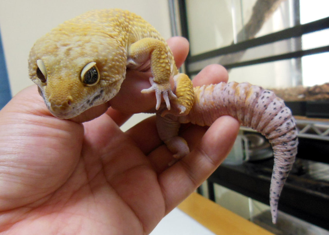 ヒョウモントカゲモドキ T S Facto 最新情報 ヒョウモントカゲモドキ T S Facto 最新情報