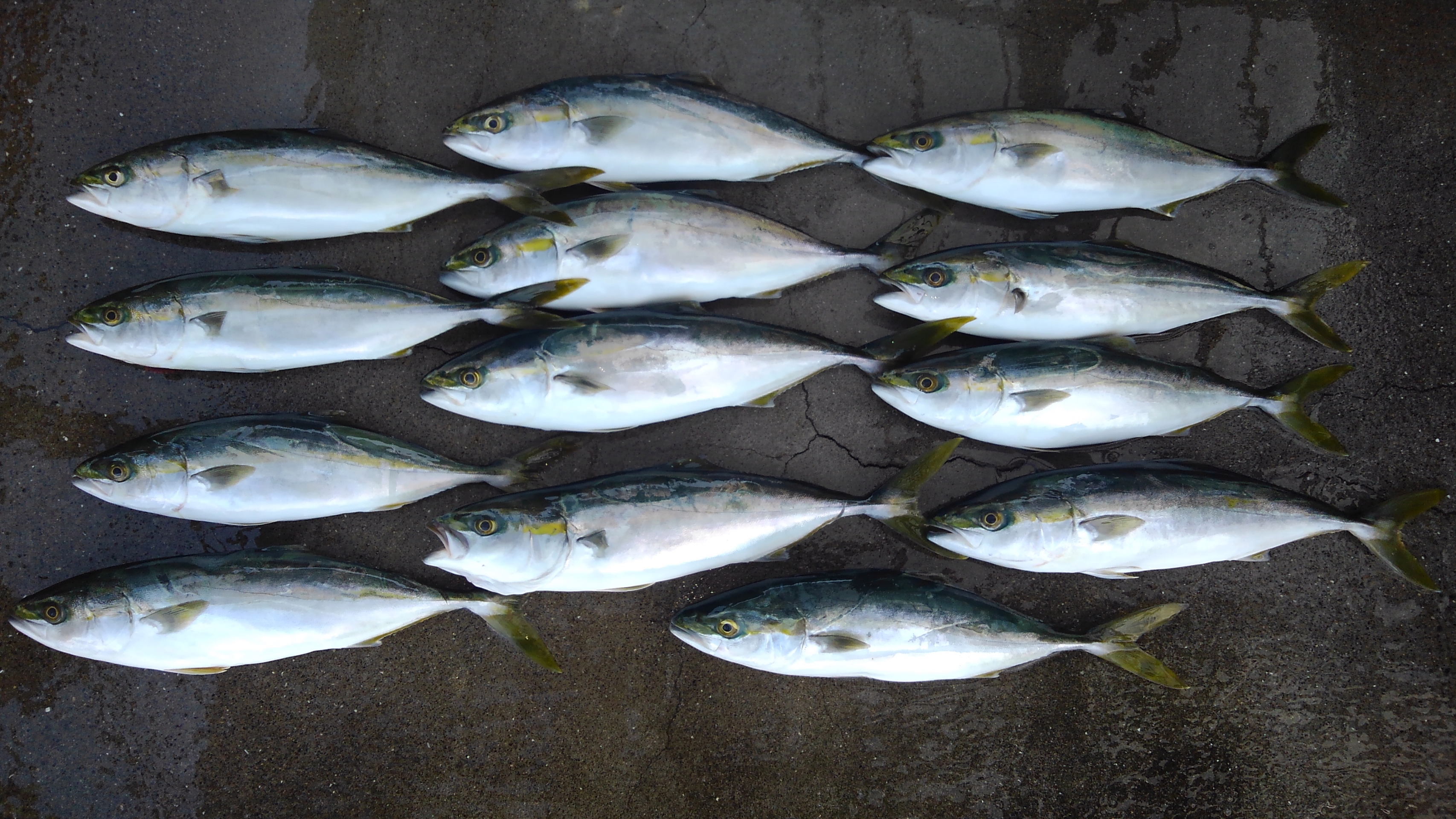 イナダの食べ方３種類 釣行日記 東京湾 黒鯛ヘチ釣り 相模湾 マイボート沖釣り