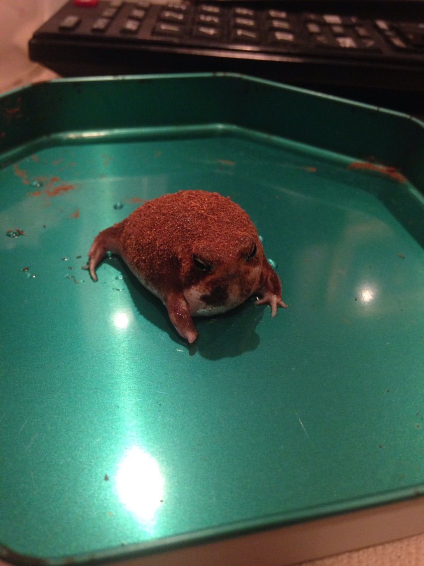 アメフクラガエル シャークの生き物日記 アメフクラガエル シャークの生き物日記