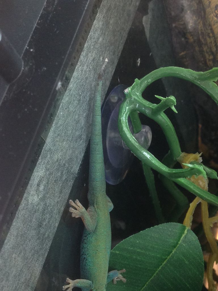 ヤモリ 脱皮 ニホンヤモリの餌と飼育方法は 寿命とペットとしての飼い方についても ヤモリ 脱皮 ニホンヤモリの餌と飼育方法は 寿命とペットとしての飼い方についても