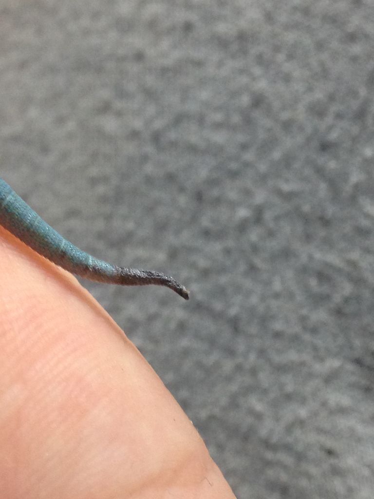 アオマルメヤモリの脱皮不全 シャークの生き物日記 アオマルメヤモリの脱皮不全 シャークの生き物日記