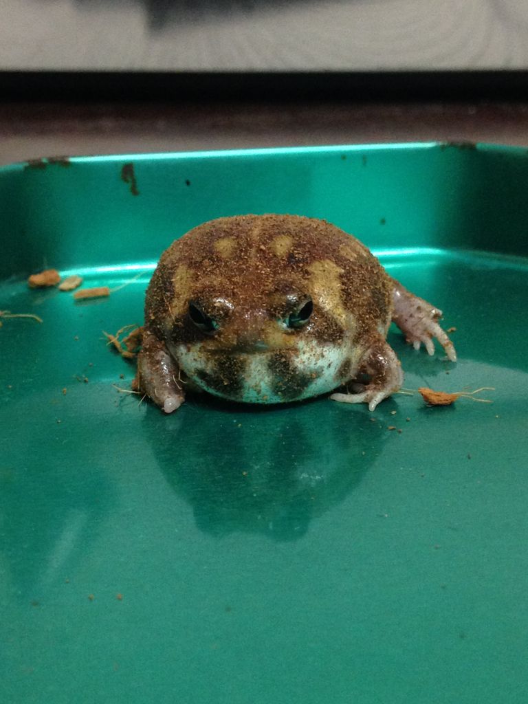アメフクラガエル シャークの生き物日記 アメフクラガエル シャークの生き物日記