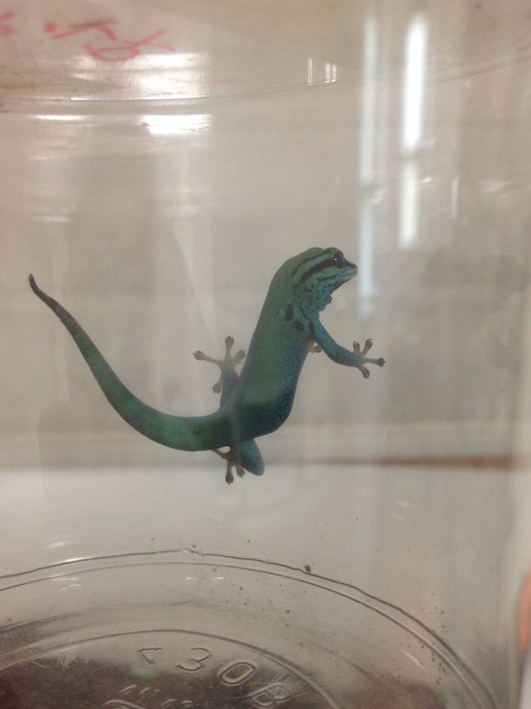 爬虫類 シャークの生き物日記 爬虫類 シャークの生き物日記