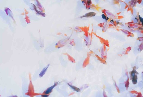 好きな音楽の解釈 Mr Children Hanabi しらまるの視点 好きな音楽の解釈 Mr Children Hanabi しらまるの視点