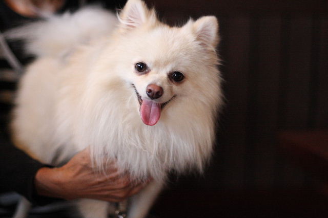 ミニチュア ダックスフントの しおんちゃん ポメラニアンの クゥくん ノンタくん はなちゃんぶろぐ Dog In Style Labo T S House ミニチュア ダックスフントの しおんちゃん ポメラニアンの クゥくん ノンタくん はなちゃんぶろぐ Dog In Style Labo T S House