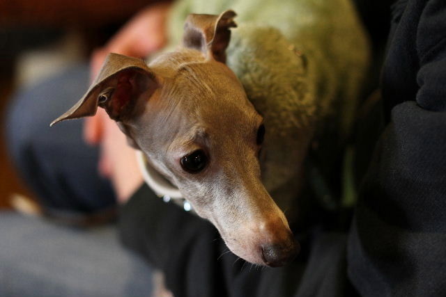 毛質が ベルベット の様に しなやかな手触りです イタリアン グレーハウンドの ミントくん ２歳 ４ ７０ｋｇ はなちゃんぶろぐ Dog In Style Labo T S House