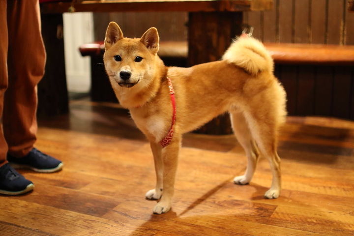 体高が高くなり 全長も伸び 体重も増加 毛量も増え 格好良い成犬 へと順調に変化しています 柴犬 の 天くん 9ヵ月 7 80kg はなちゃんぶろぐ Dog In Style Labo T S House 体高が高くなり 全長も伸び 体重も増加 毛量も増え 格好良い成犬 へと順調に変化しています 柴犬 の 天くん 9ヵ月 7 80kg はなちゃんぶろぐ Dog In Style Labo T S House