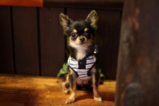 残念ですが パピーさんは 育児放棄 のため 虹の橋を 渡りました チワワの 小梅ちゃん 2歳6ヶ月 1 30kg はなちゃんぶろぐ Dog In Style Labo T S House 残念ですが パピーさんは 育児放棄 のため 虹の橋を 渡りました チワワの 小梅ちゃん 2歳6ヶ月 1 30kg はなちゃんぶろぐ Dog In Style Labo T S House