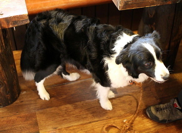 この冬 毛足がさらに伸び フワフワ クルクル ピカピカの カーリー ヘアーになりました ボーダー コリーの ピッケルちゃん ４歳２ヵ月 １５ ０ｋｇ はなちゃんぶろぐ Dog In Style Labo T S House