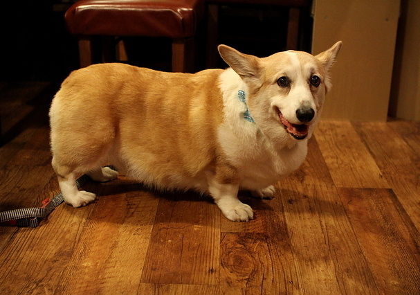 初代はな が 居ないので カウンターの裏を探してくれました ウエルシュ コーギー ペンブロークの アッシュくん １１歳３ヵ月 １９ ０ｋｇ はなちゃんぶろぐ Dog In Style Labo T S House